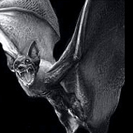 Infected Bat