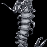 Big Centipede