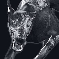 Cerberus