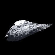 Leech