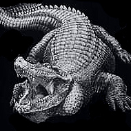 Alligator