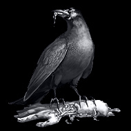 Crow