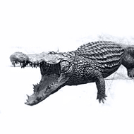 Crocodile