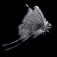 Moth